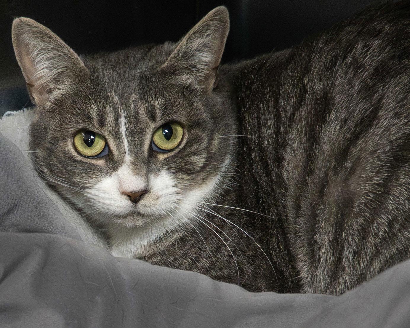 Enlarge Grace, a Adoptable Domestic Short Hair in Wilmington, NC image 1/2