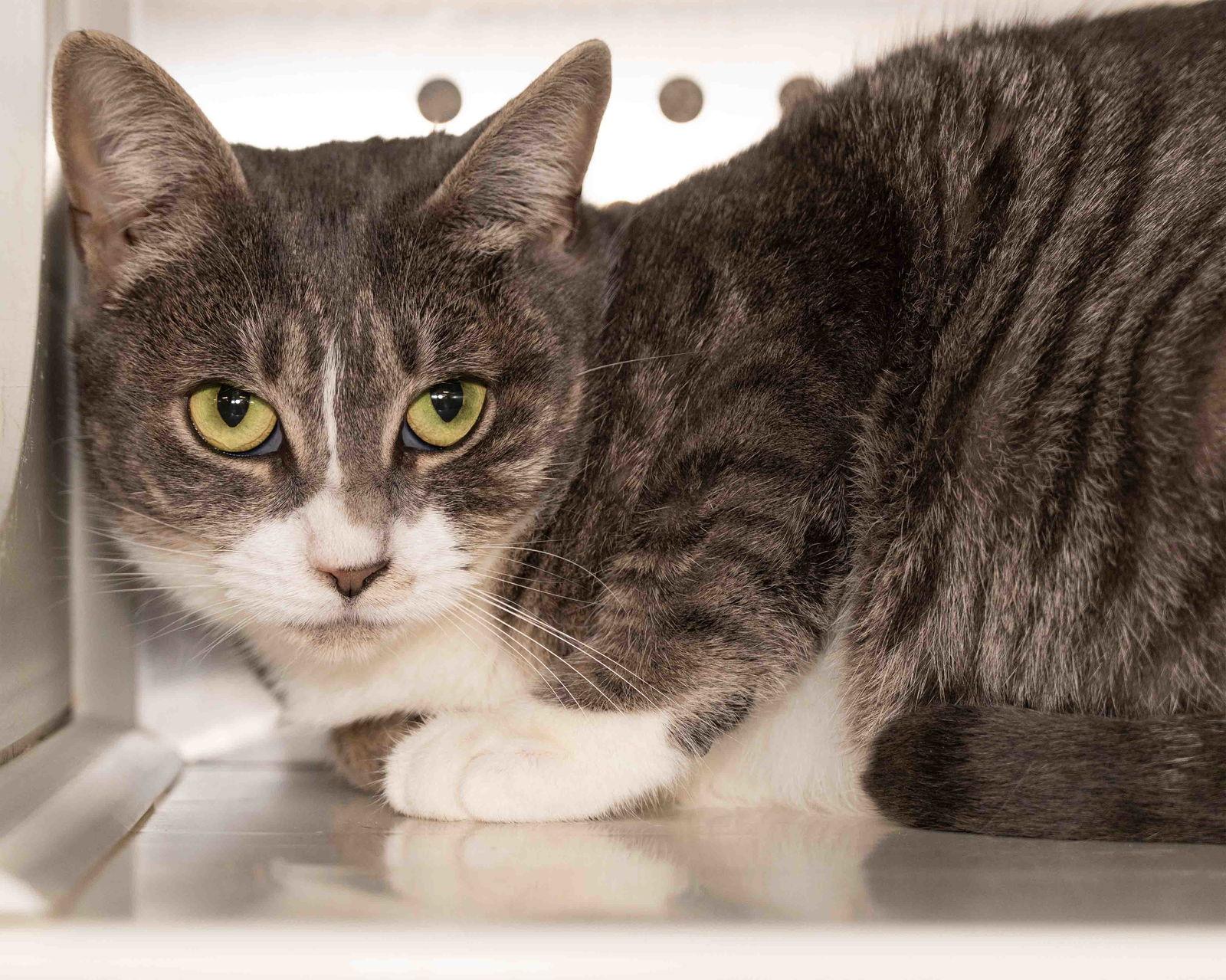 Enlarge Grace, a Adoptable Domestic Short Hair in Wilmington, NC image 2/2