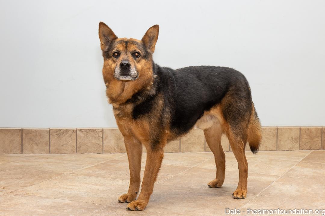 Enlarge Dale, an adoptable mixed breed in Bloomfield, CT image 3/4