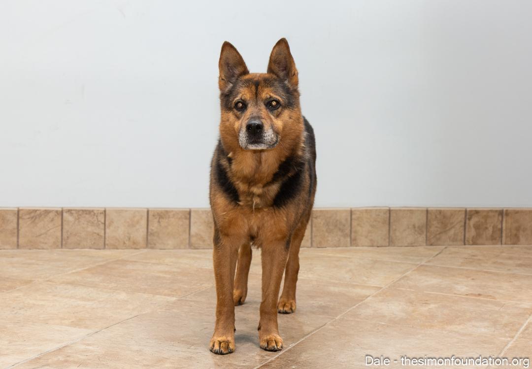 Enlarge Dale, an adoptable mixed breed in Bloomfield, CT image 4/4