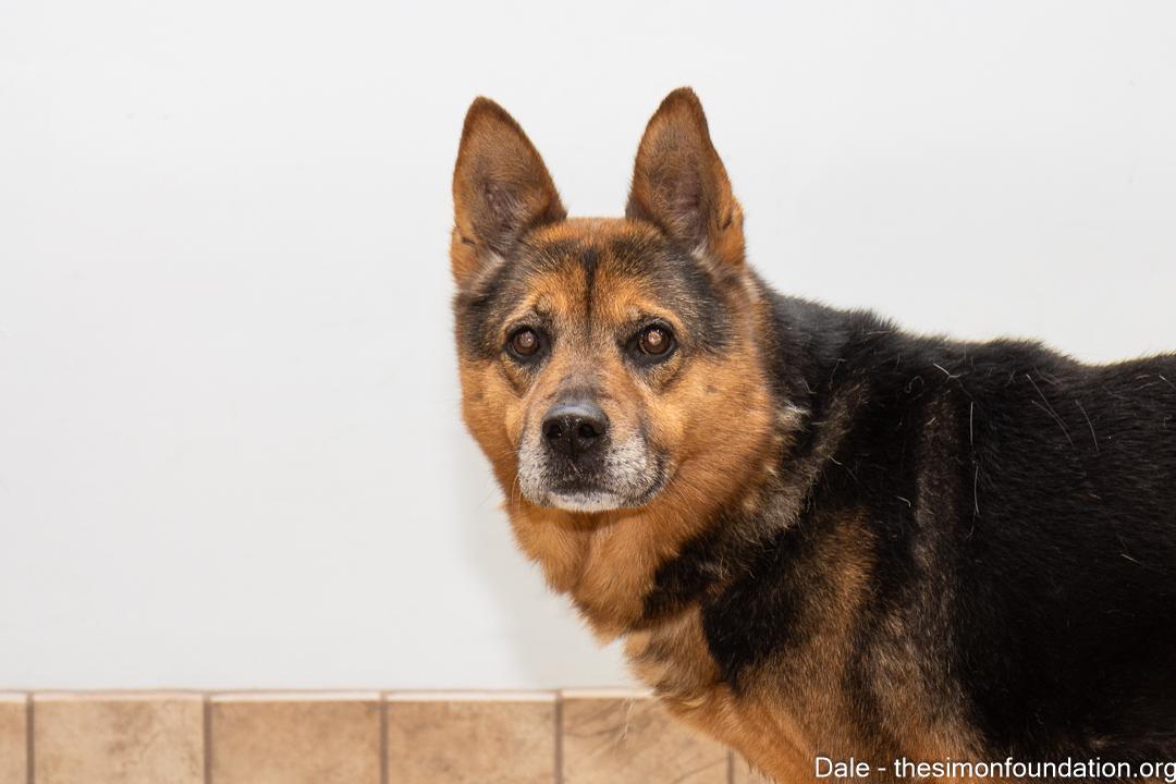 Enlarge Dale, an adoptable mixed breed in Bloomfield, CT image 1/4