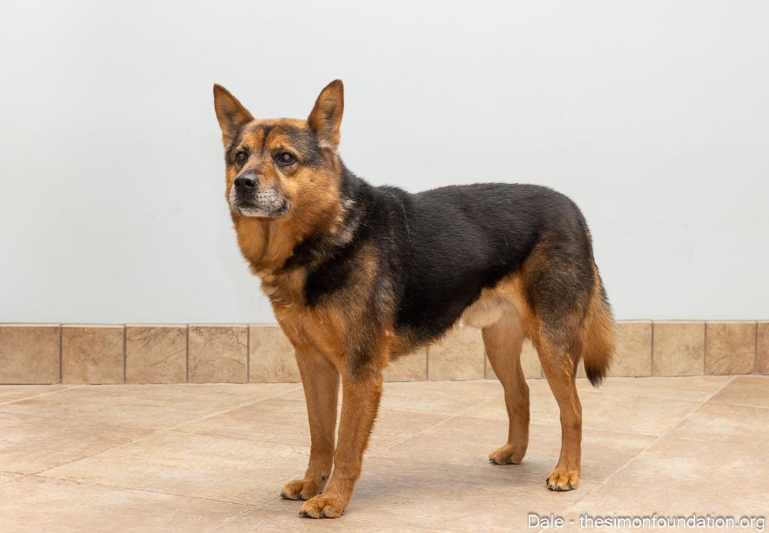 Enlarge Dale, an adoptable mixed breed in Bloomfield, CT image 2/4