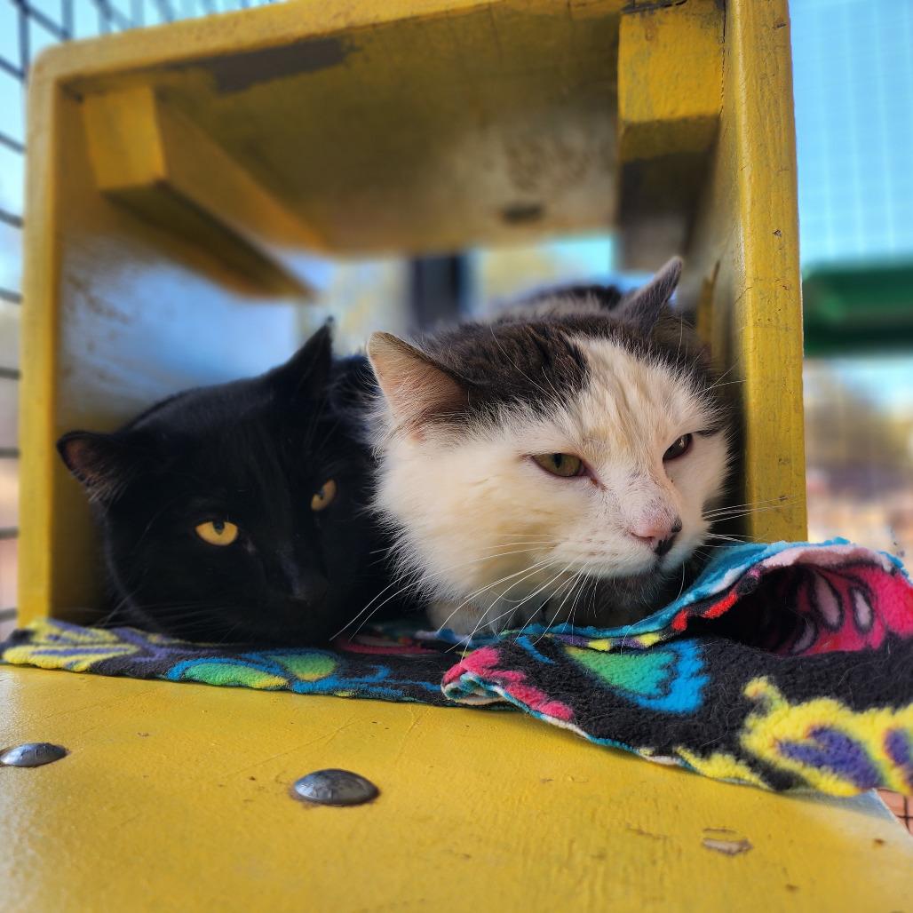 Raeburn — thumbnail 2