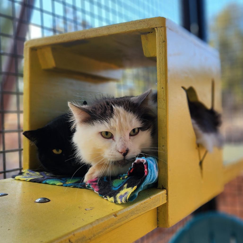 Raeburn — thumbnail 3