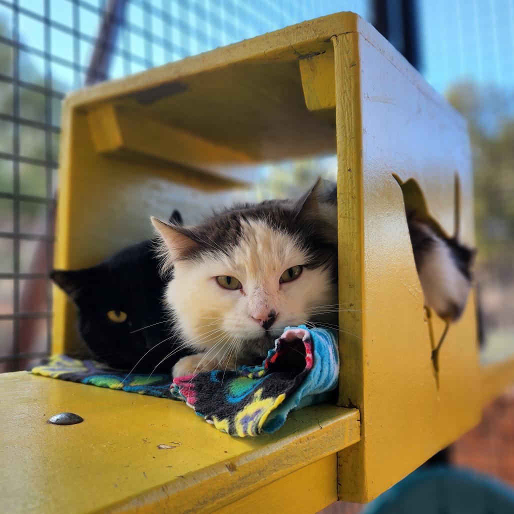 Raeburn — thumbnail 4