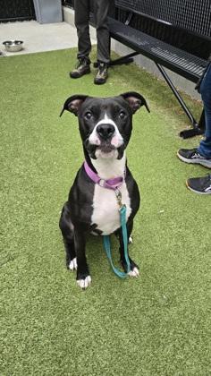 Enlarge Kringle, a Adoptable mixed breed in Bellevue, WA image 1/3