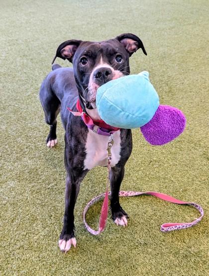 Enlarge Kringle, a Adoptable mixed breed in Bellevue, WA image 3/3