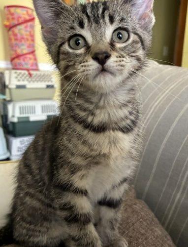 Lewis, Adoptable, Kitten Male Domestic Short Hair.