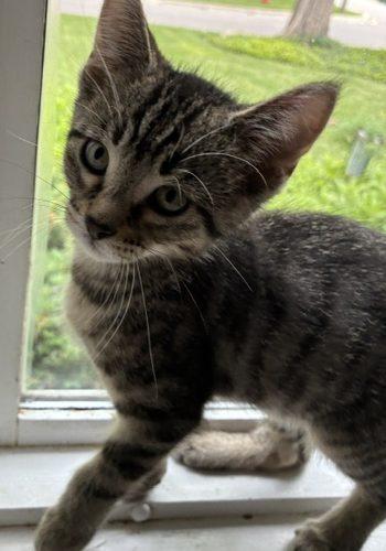 Lewis, a Adoptable Domestic Short Hair in Kenosha, WI image 2/5