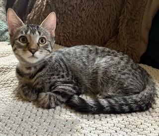 Lewis, a Adoptable Domestic Short Hair in Kenosha, WI image 3/5