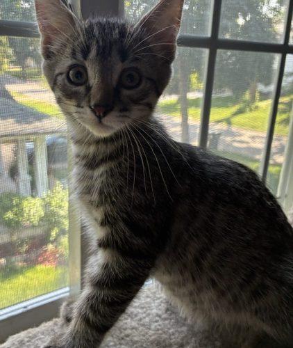 Lewis, a Adoptable Domestic Short Hair in Kenosha, WI image 4/5