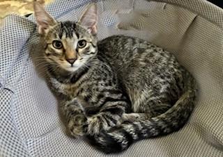 Lewis, a Adoptable Domestic Short Hair in Kenosha, WI image 5/5