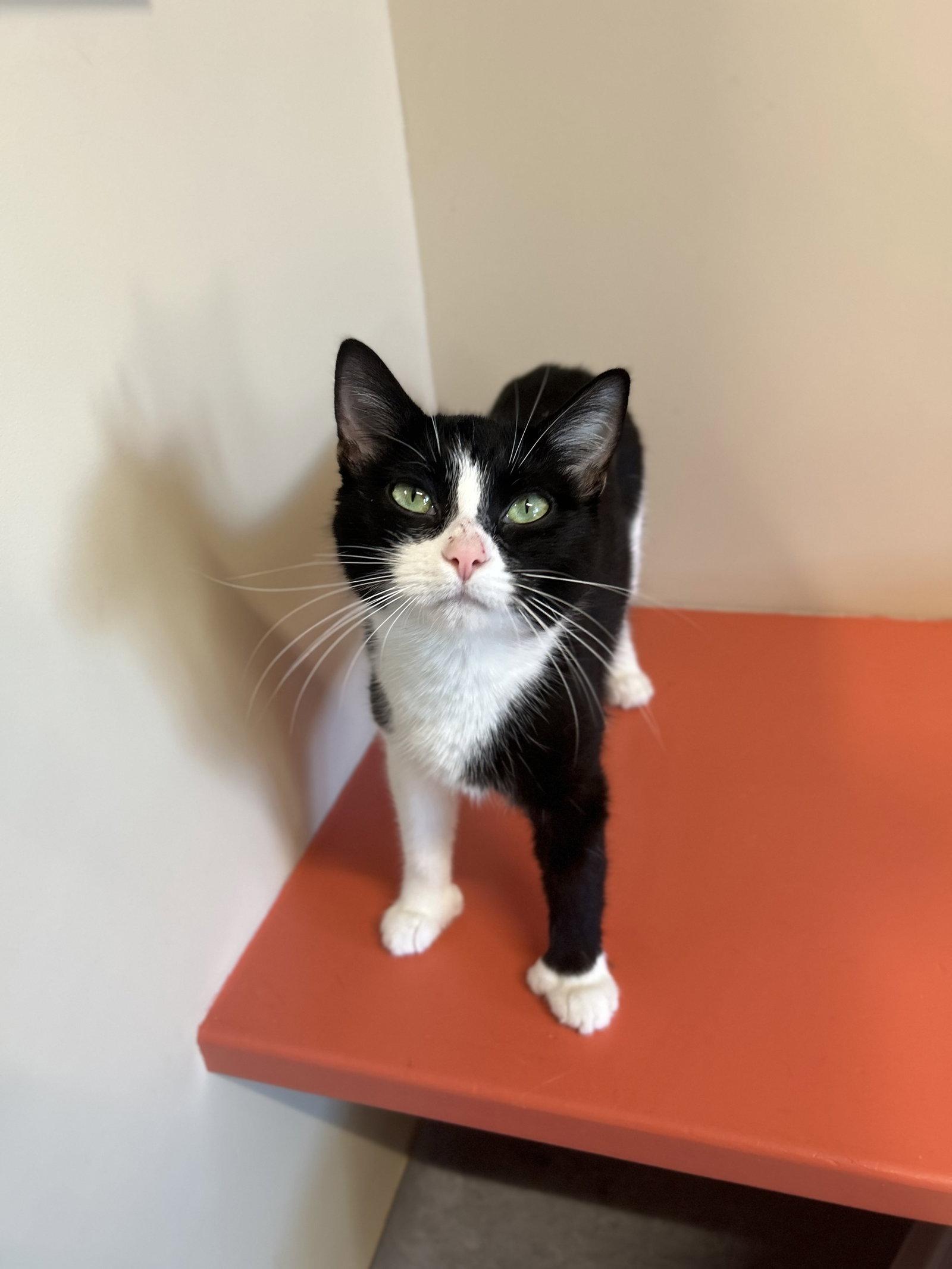 Rya, Adoptable, Adult Female Domestic Short Hair.