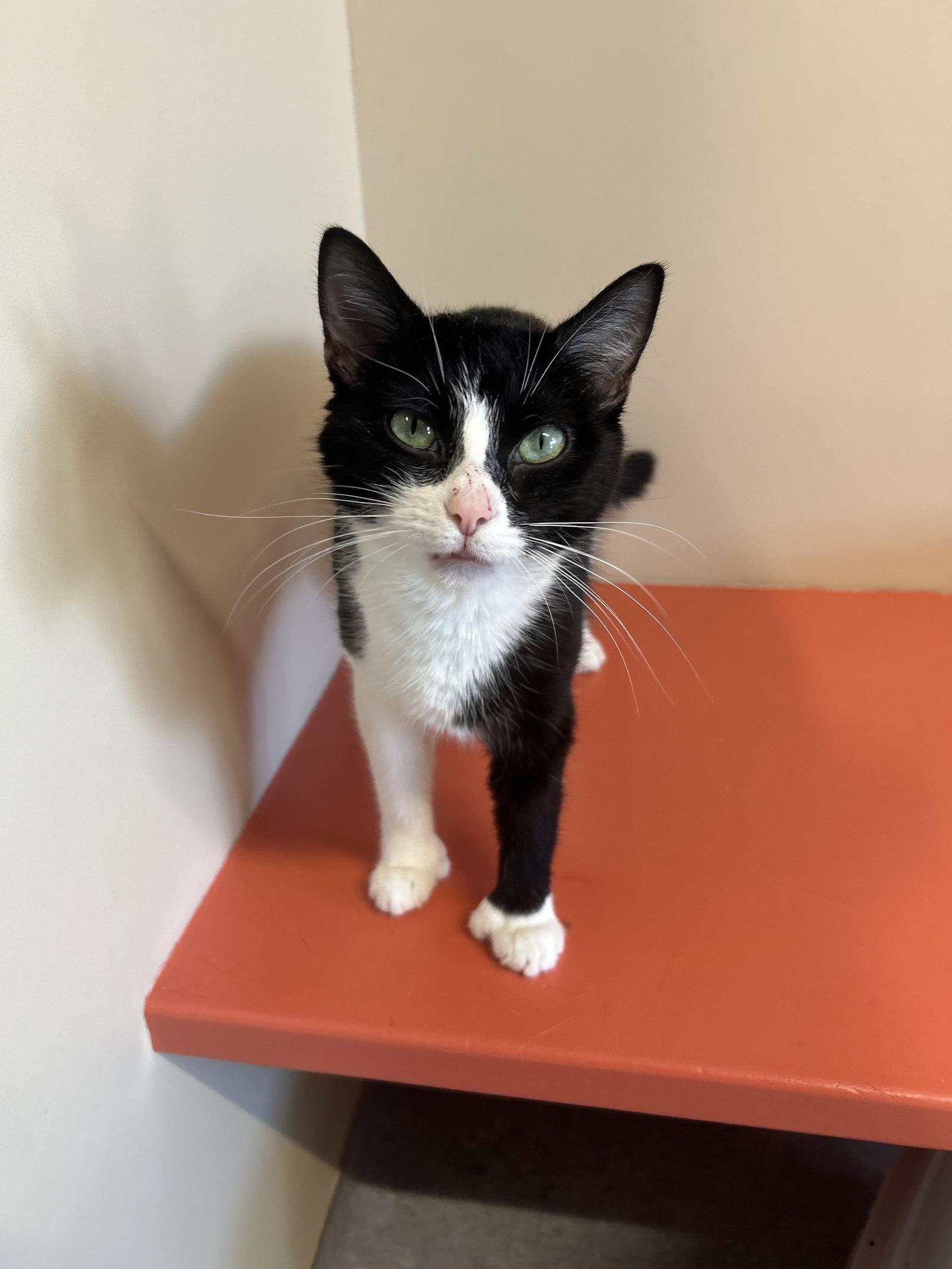 Rya, a Adoptable Domestic Short Hair in Arlington, VT image 2/3