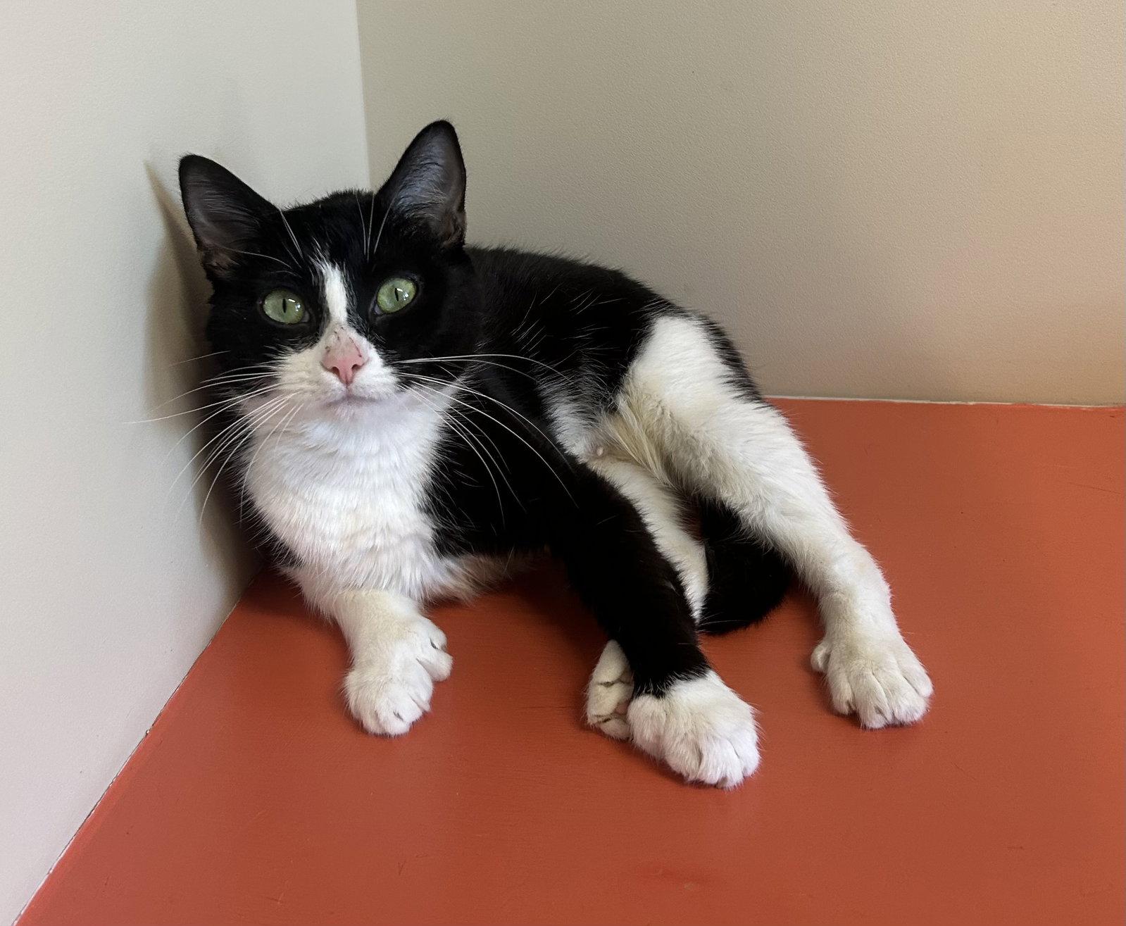 Rya, a Adoptable Domestic Short Hair in Arlington, VT image 3/3