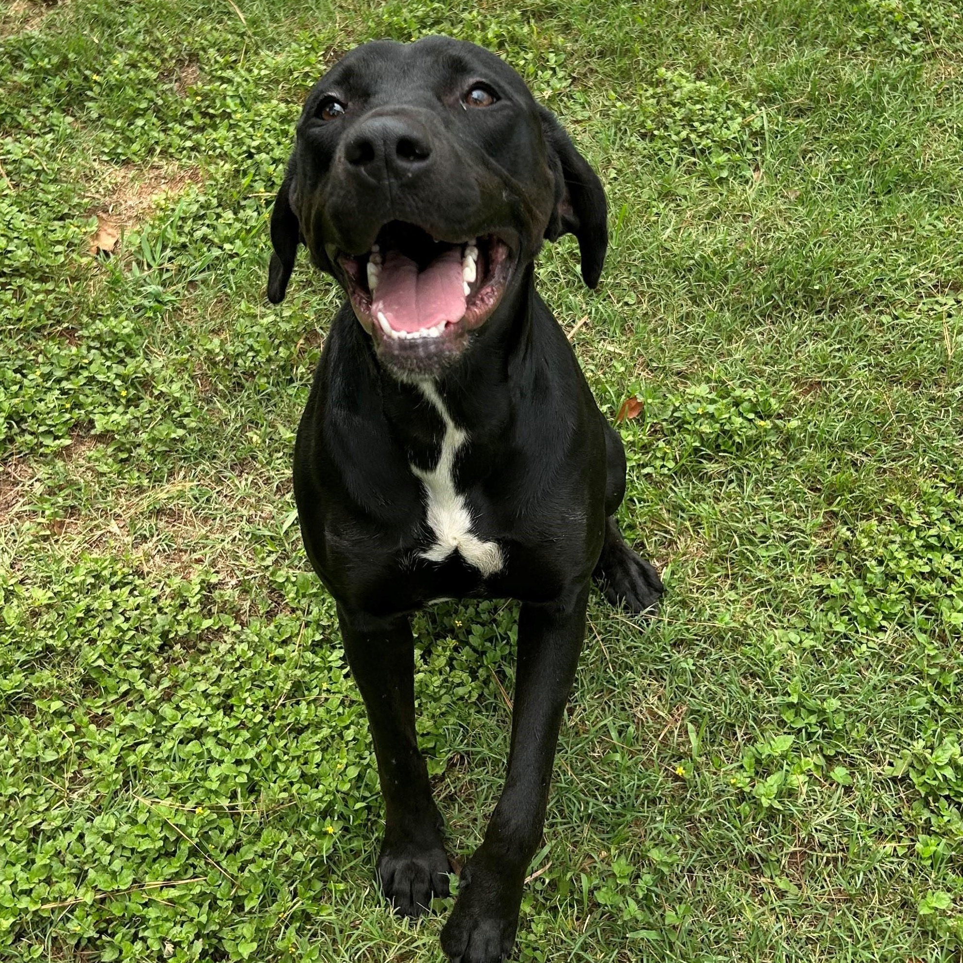 Enlarge Rosa, a Adoptable mixed breed in Summerdale, AL image 1/1