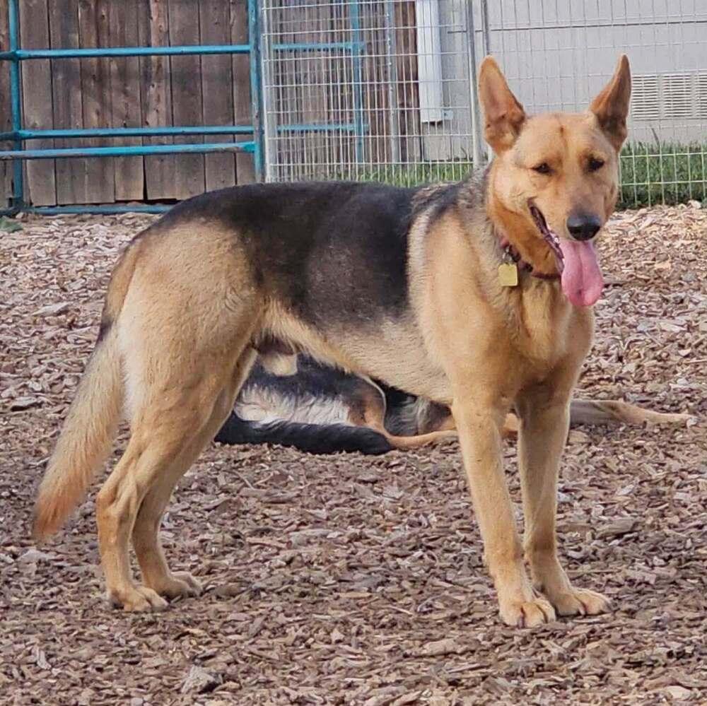 Boone, Adoptable, Young Male German Shepherd Dog.