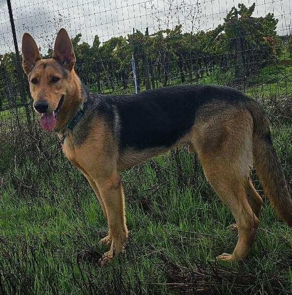 Enlarge Boone, a Adoptable German Shepherd Dog in Fulton, CA image 2/6