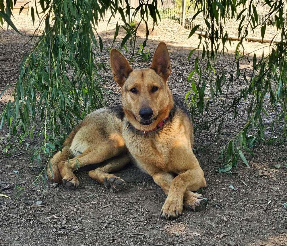 Enlarge Boone, a Adoptable German Shepherd Dog in Fulton, CA image 5/6