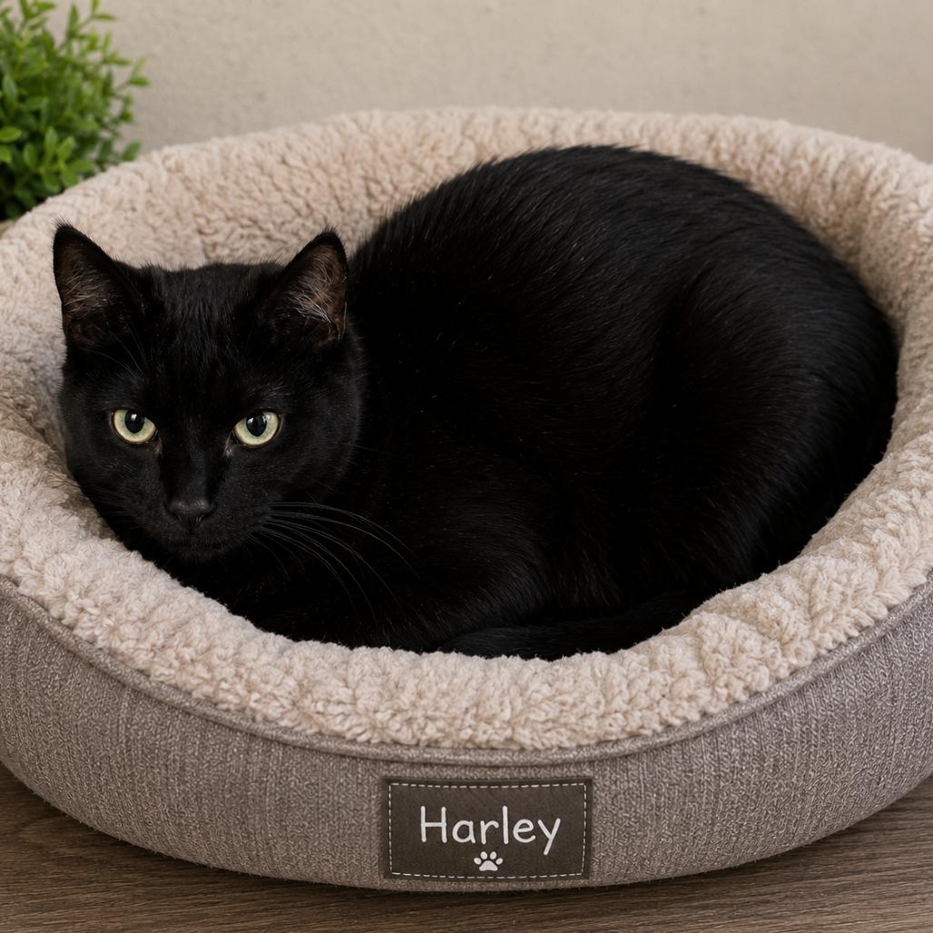 Harley, a Adoptable Domestic Short Hair in Layton, UT image 1/2