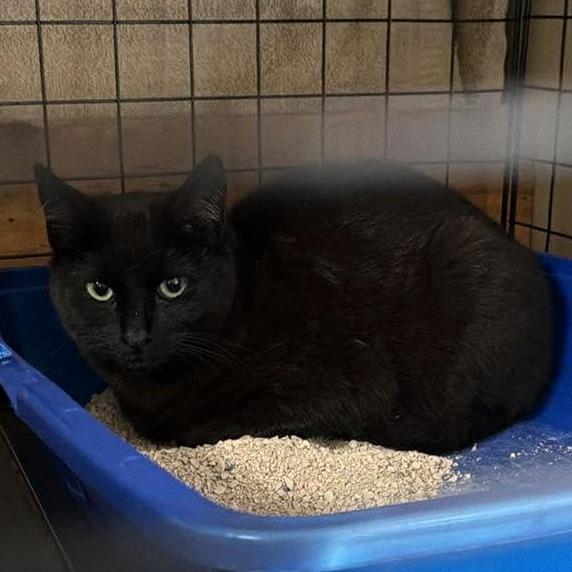 Enlarge Harley, a Adoptable Domestic Short Hair in Layton, UT image 1/1