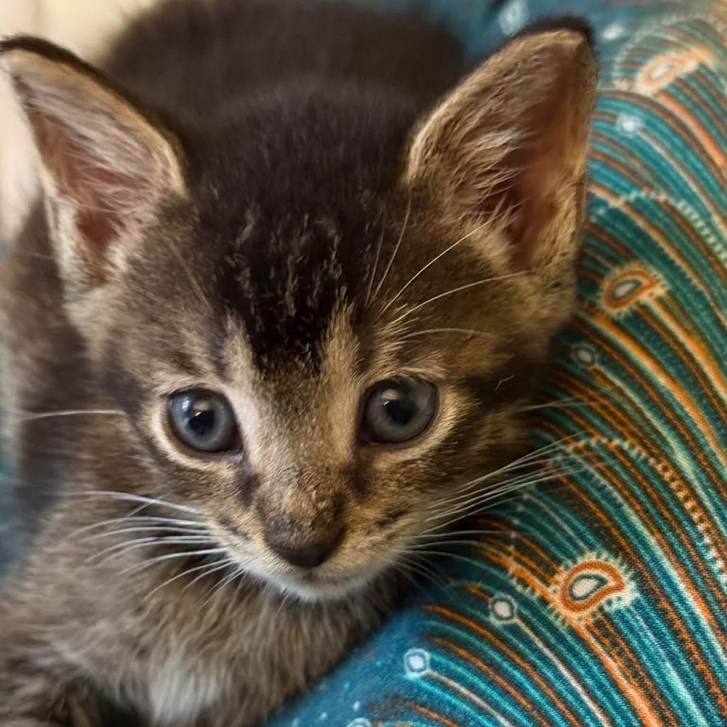 Enlarge Sulley, a Adoptable Domestic Short Hair in Bel Air, MD image 1/4