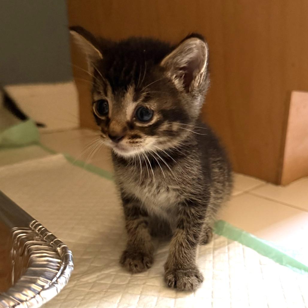 Enlarge Sulley, a Adoptable Domestic Short Hair in Bel Air, MD image 2/4