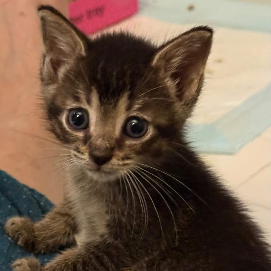Enlarge Sulley, a Adoptable Domestic Short Hair in Bel Air, MD image 3/4
