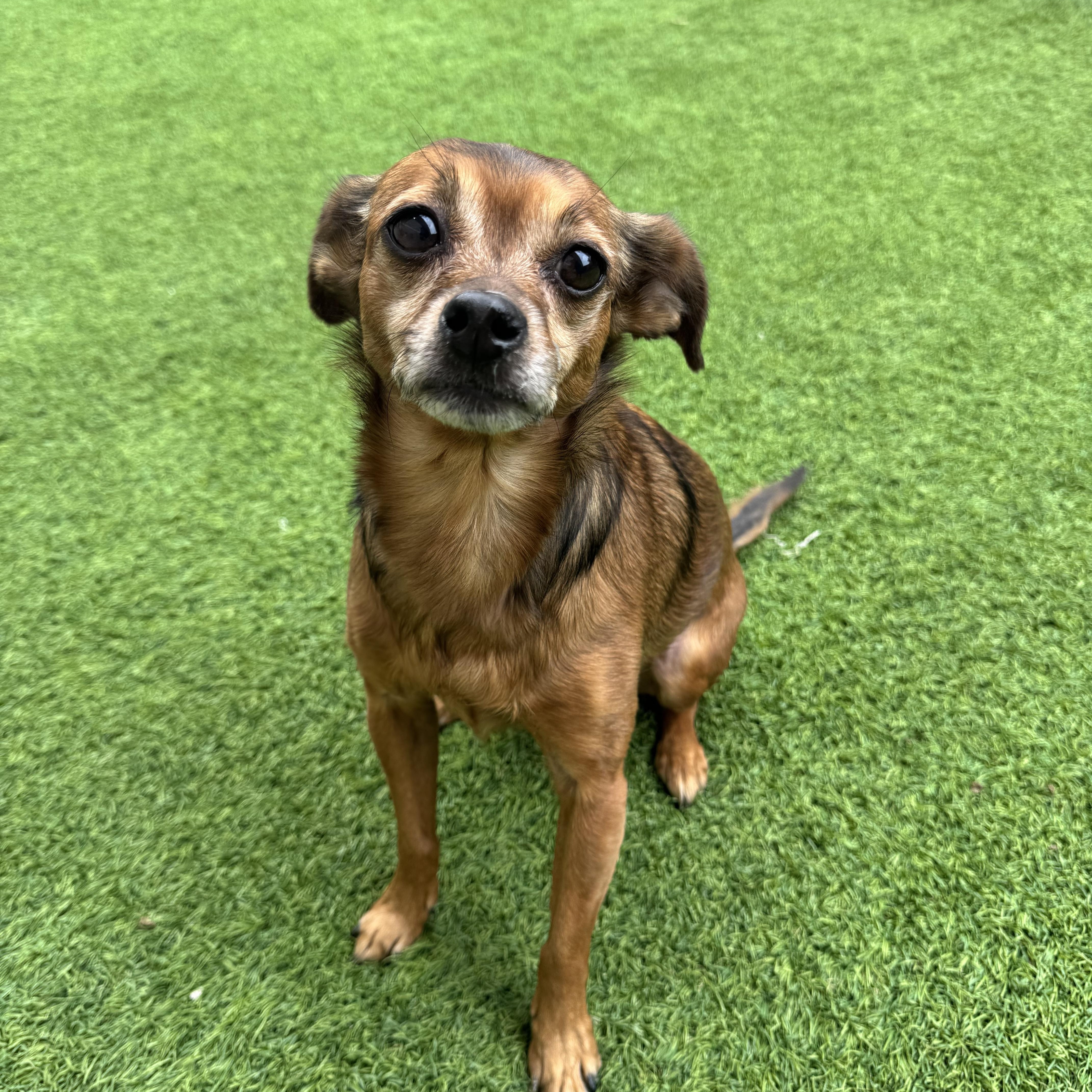 Mercedes, Adoptable, Adult Female Chihuahua.