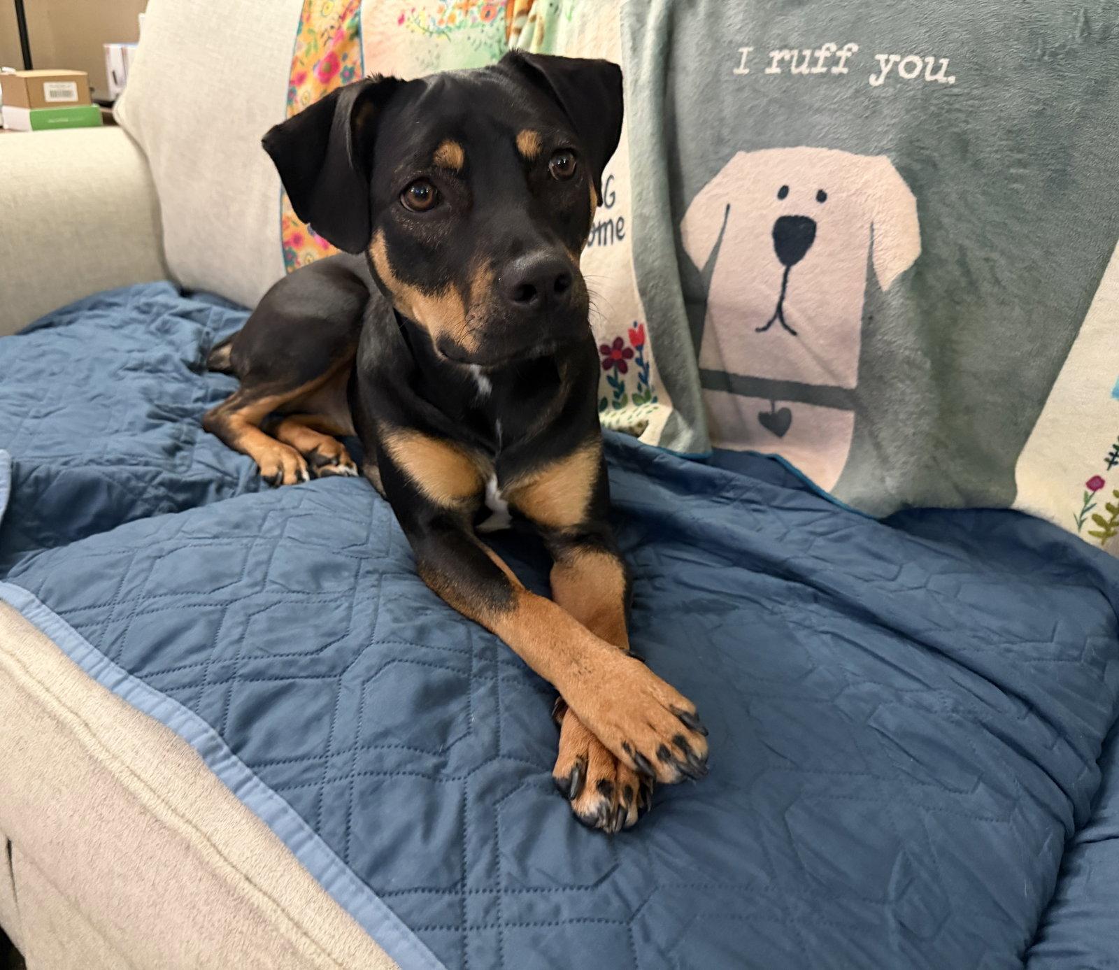 Lola, Adoptable, Young Female Mixed Breed.