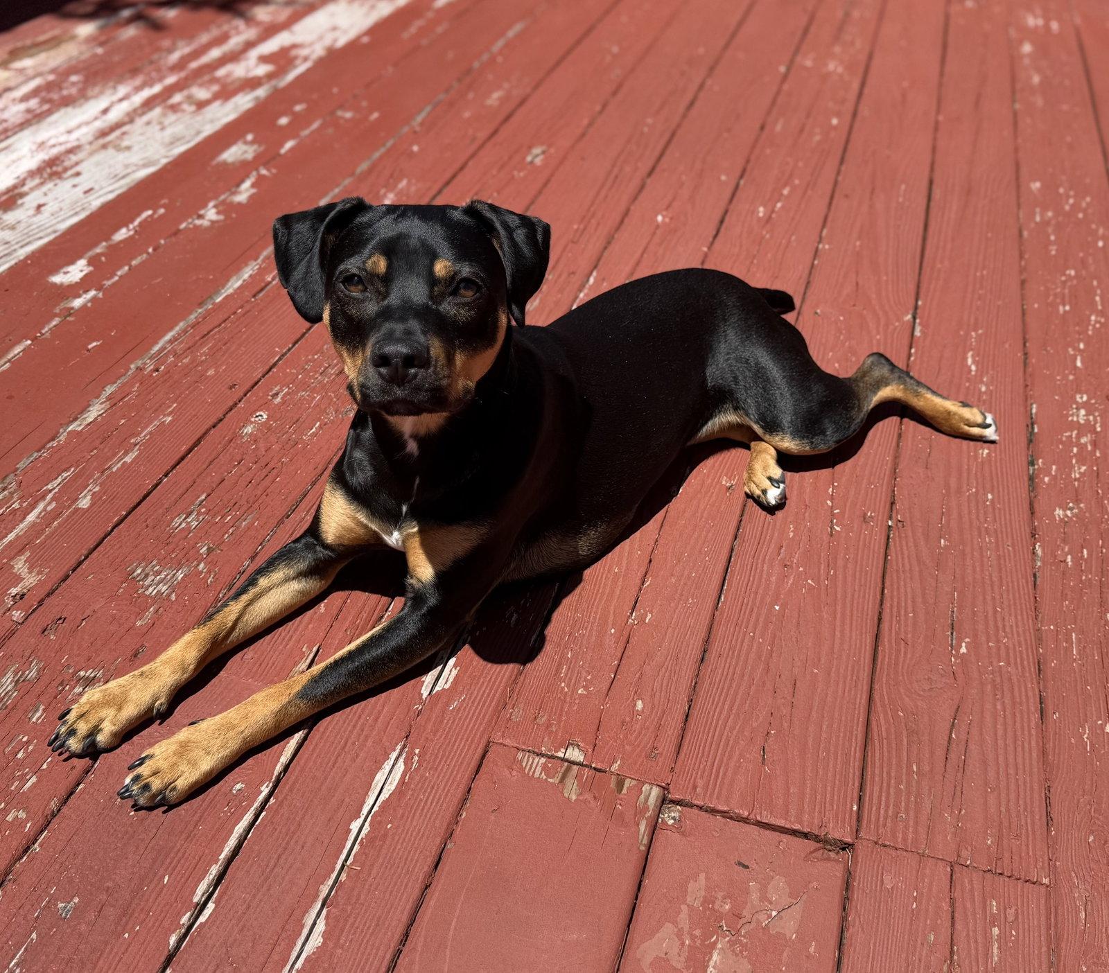 Enlarge Lola, a Adoptable Mixed Breed in Doylestown, PA image 2/3