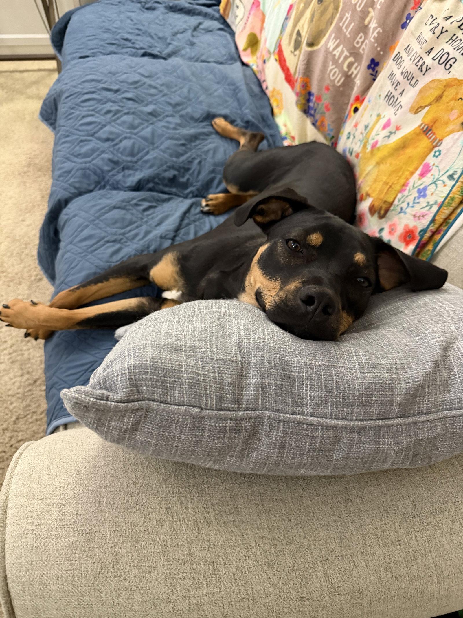 Enlarge Lola, a Adoptable Mixed Breed in Doylestown, PA image 3/3