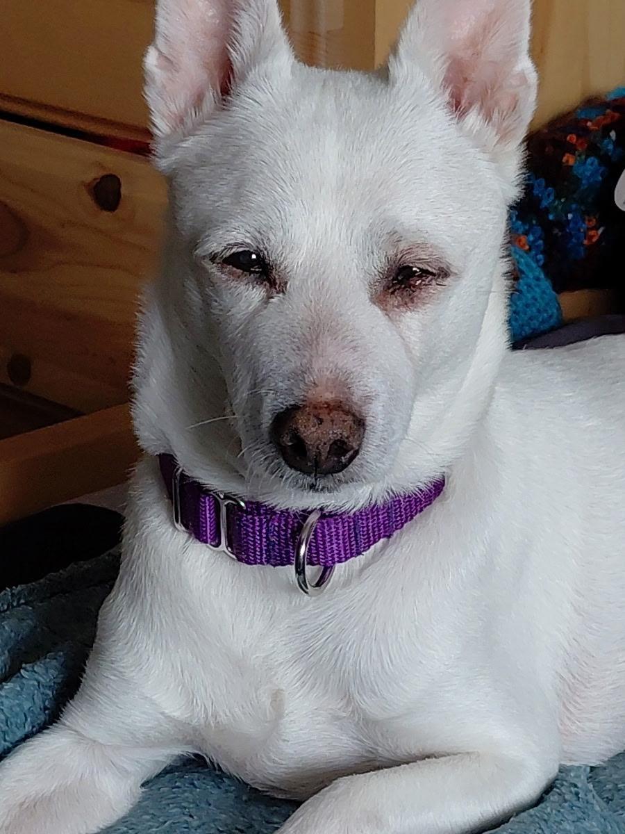 Enlarge Ace, a Adoptable mixed breed in Silvana, WA image 1/2