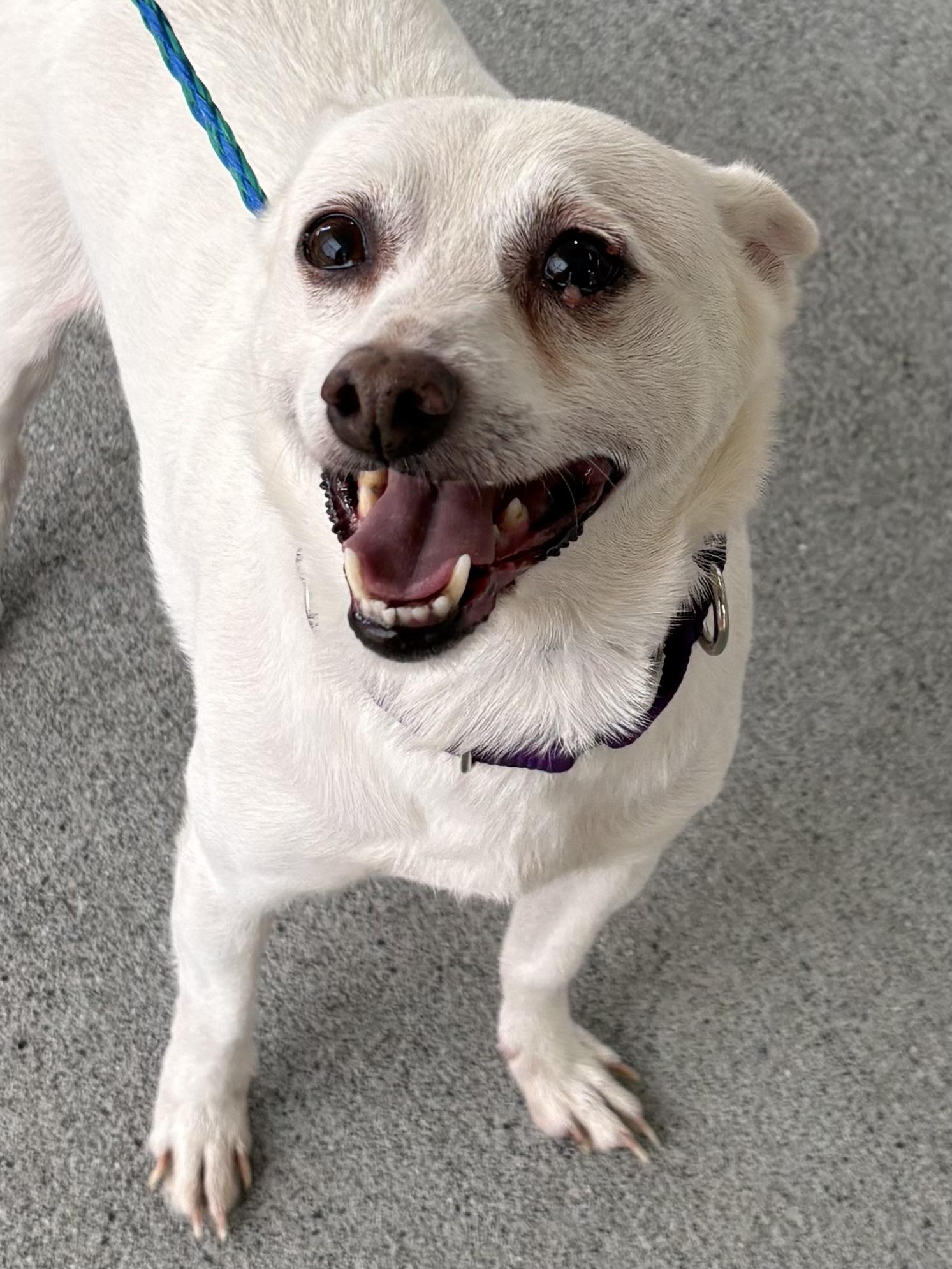 Enlarge Ace, a Adoptable mixed breed in Silvana, WA image 2/2