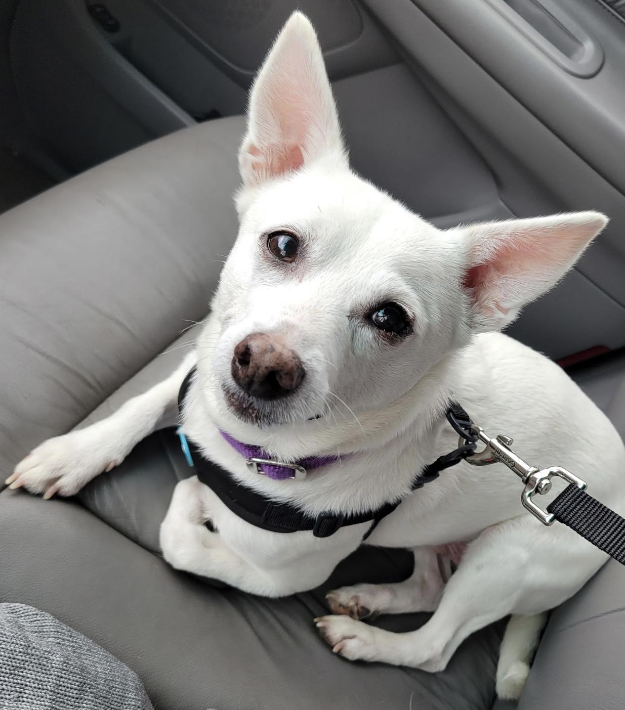 Ace, Adoptable, Senior Male Chihuahua.