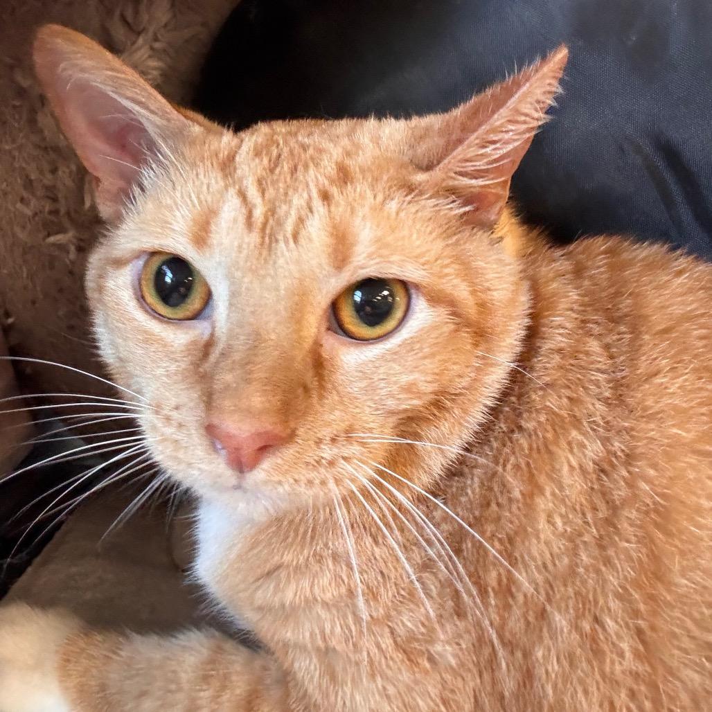 Enlarge Benjamin, a Adoptable mixed breed in Mount Juliet, TN image 1/4