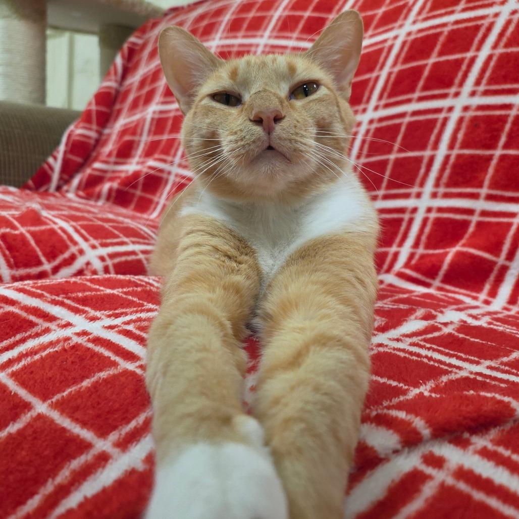 Enlarge Benjamin, a Adoptable mixed breed in Mount Juliet, TN image 2/4