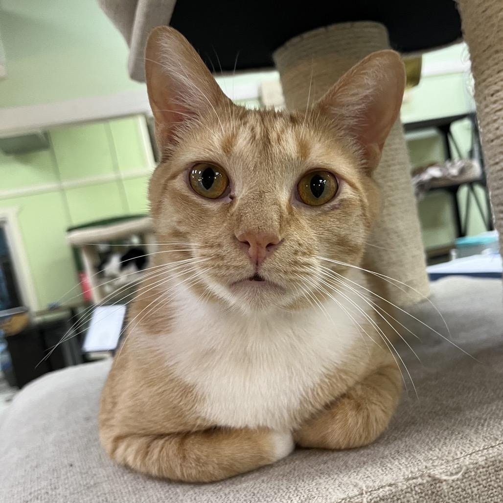 Enlarge Benjamin, a Adoptable mixed breed in Mount Juliet, TN image 3/4