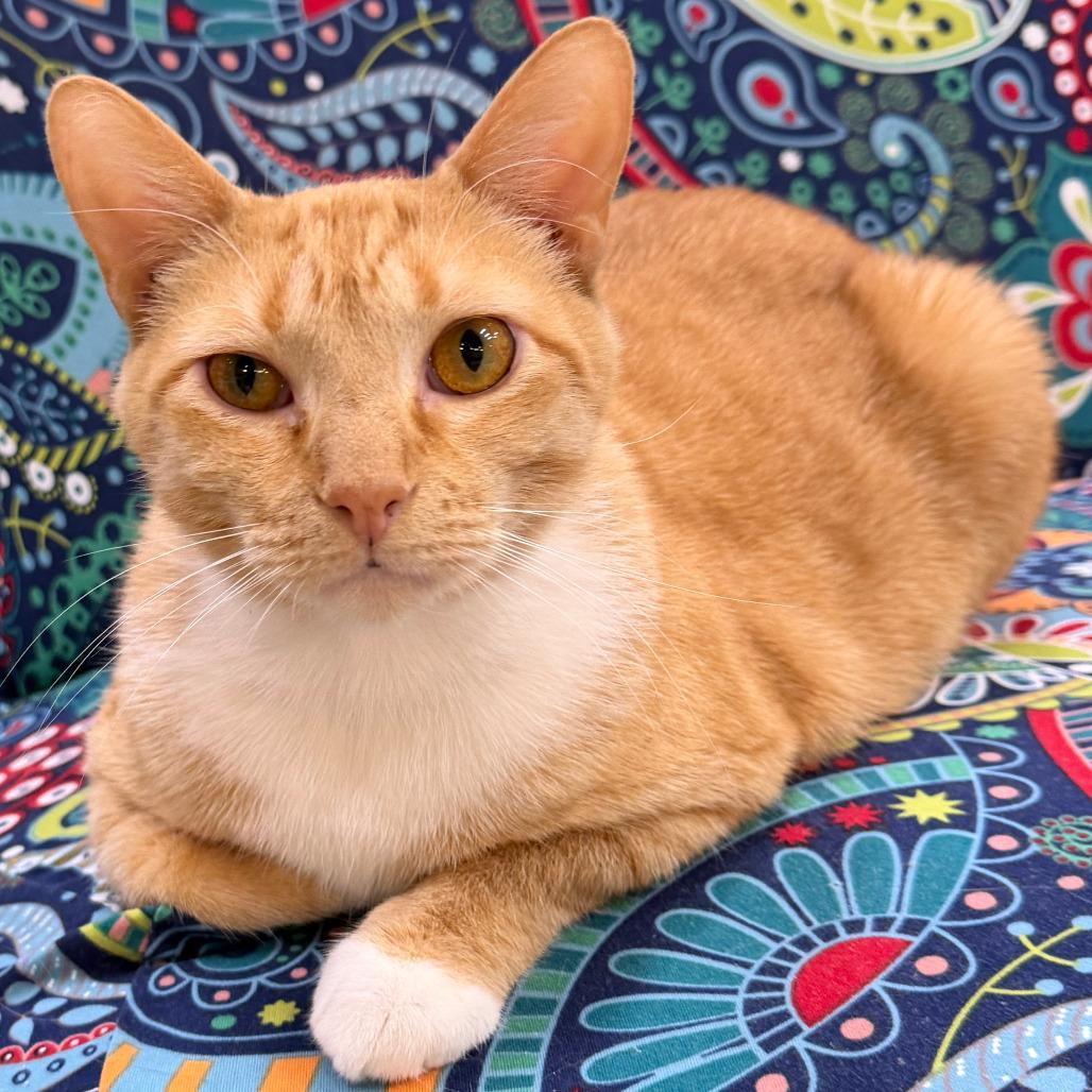 Enlarge Benjamin, a Adoptable mixed breed in Mount Juliet, TN image 4/4