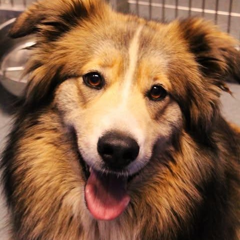 Enlarge 26-00478, an adopted mixed breed in Fredericksburg, VA image 2/2