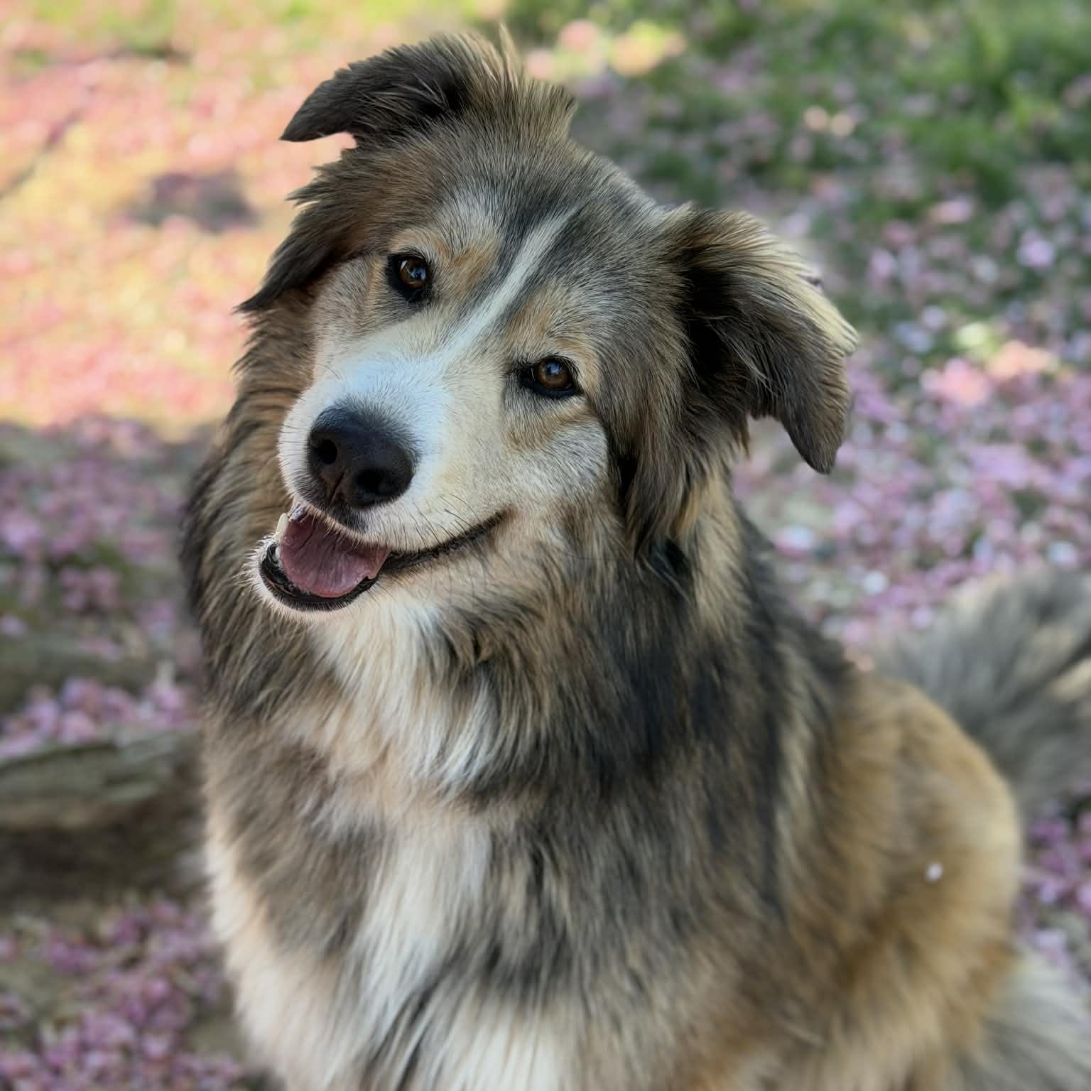 Enlarge 26-00478, an adopted mixed breed in Fredericksburg, VA image 1/2