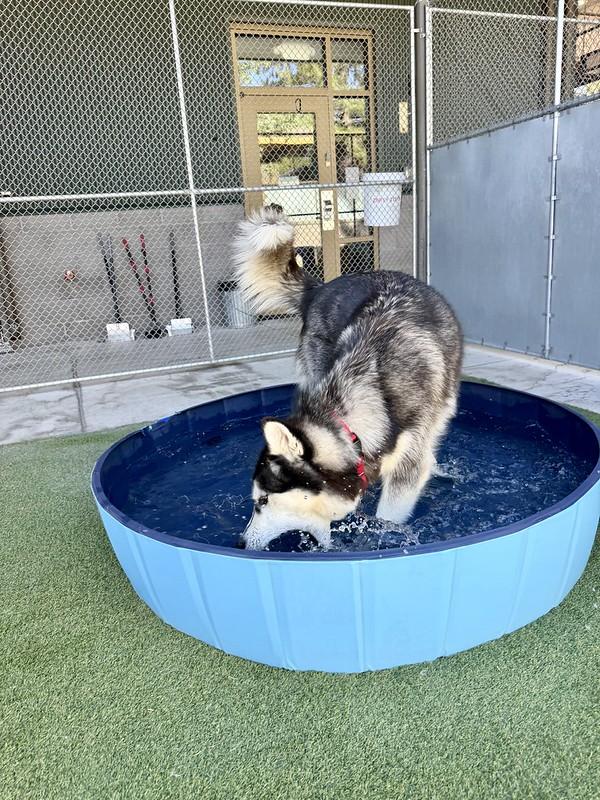 Rainier, a ADOPTABLE Mixed Breed in Truckee, CA image 4/4