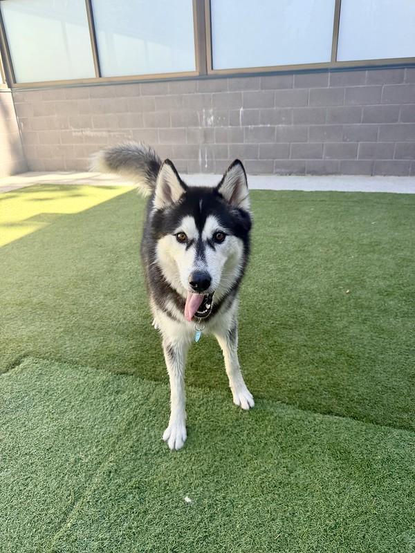Rainier, a ADOPTABLE Mixed Breed in Truckee, CA image 1/4