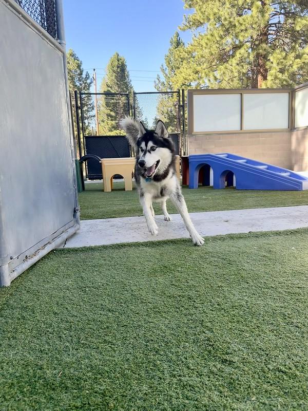 Rainier, a ADOPTABLE Mixed Breed in Truckee, CA image 2/4