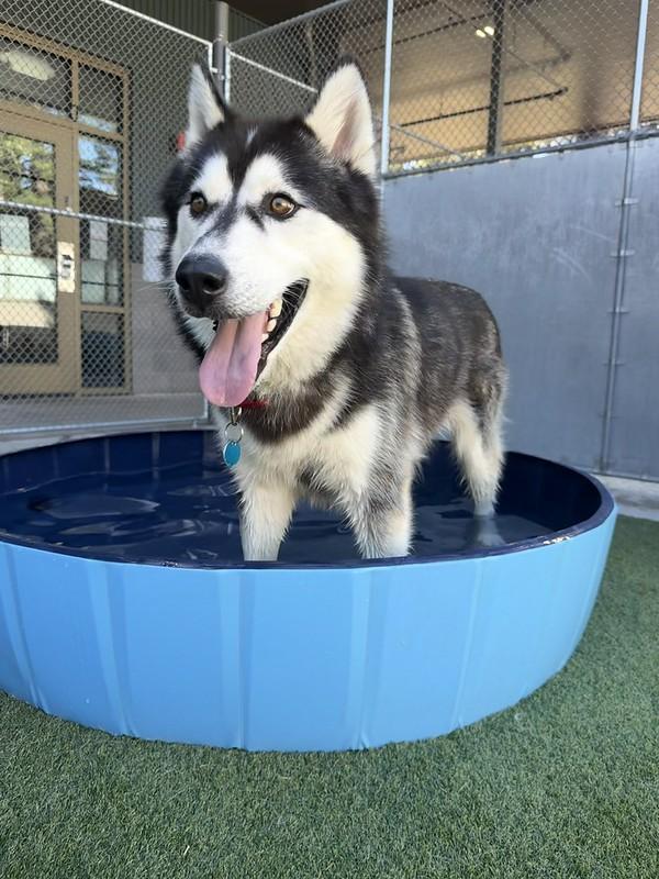 Rainier, a ADOPTABLE Mixed Breed in Truckee, CA image 3/4