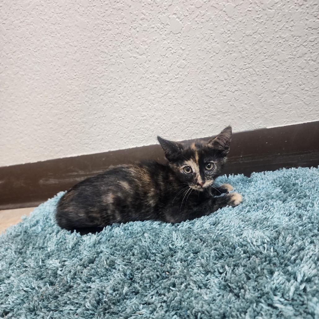Enlarge Mitzi, a Adoptable mixed breed in Collinsville , OK image 1/1