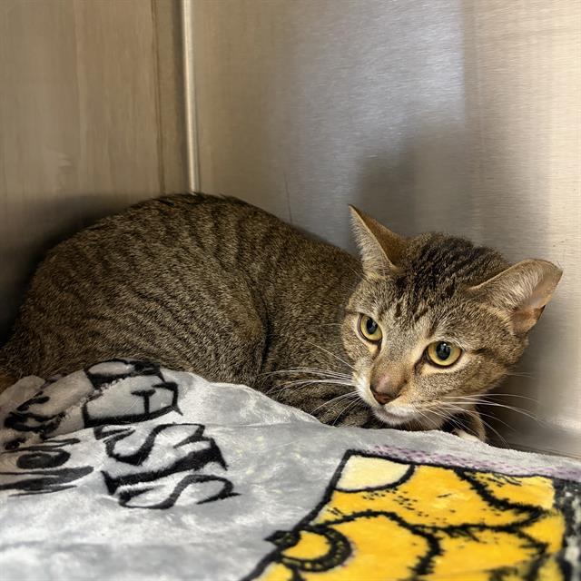 Enlarge NINA, a Adoptable Domestic Short Hair in Centerville, MA image 1/1