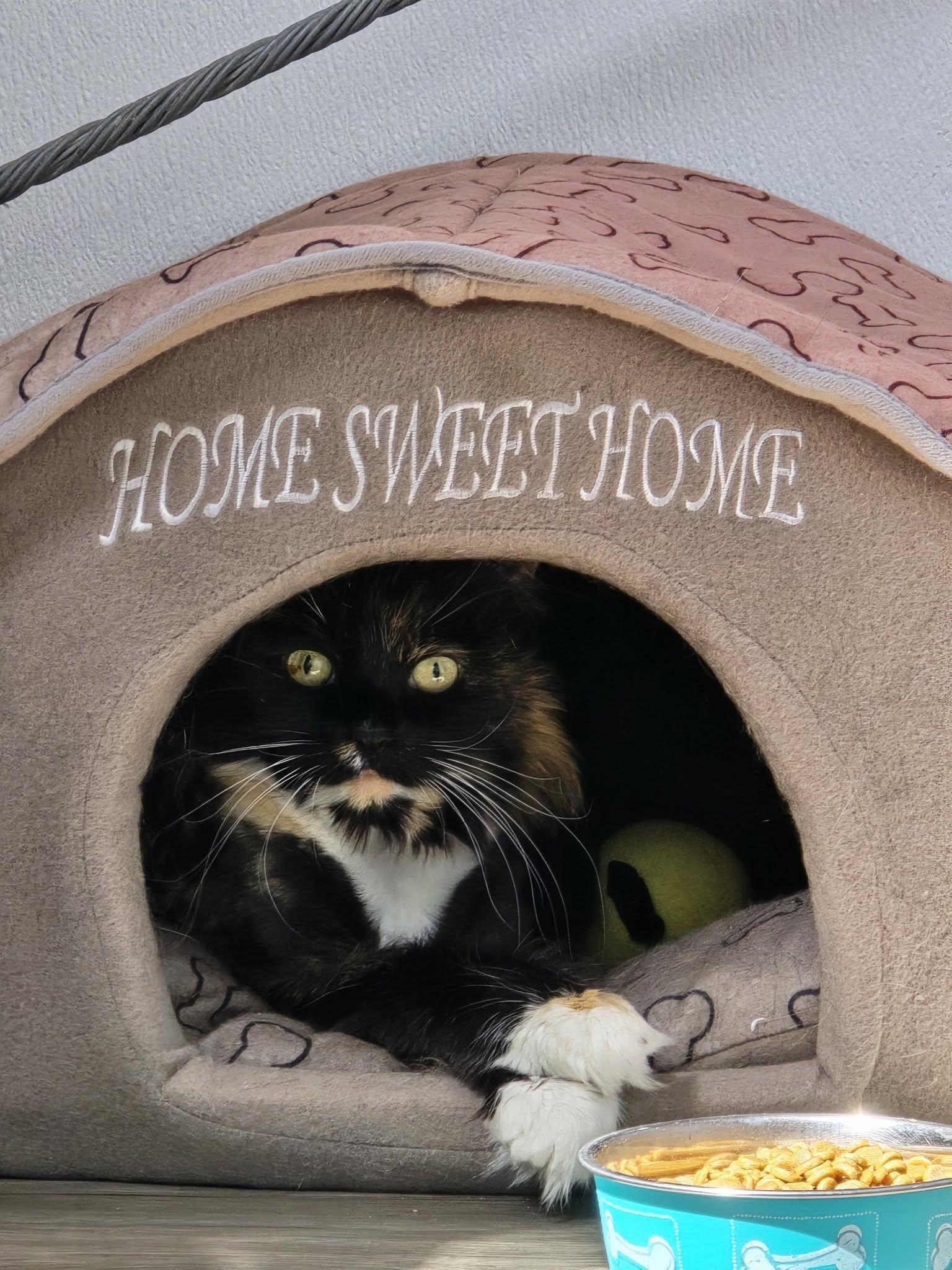 Roxie, ADOPTABLE, Senior Female Domestic Long Hair.
