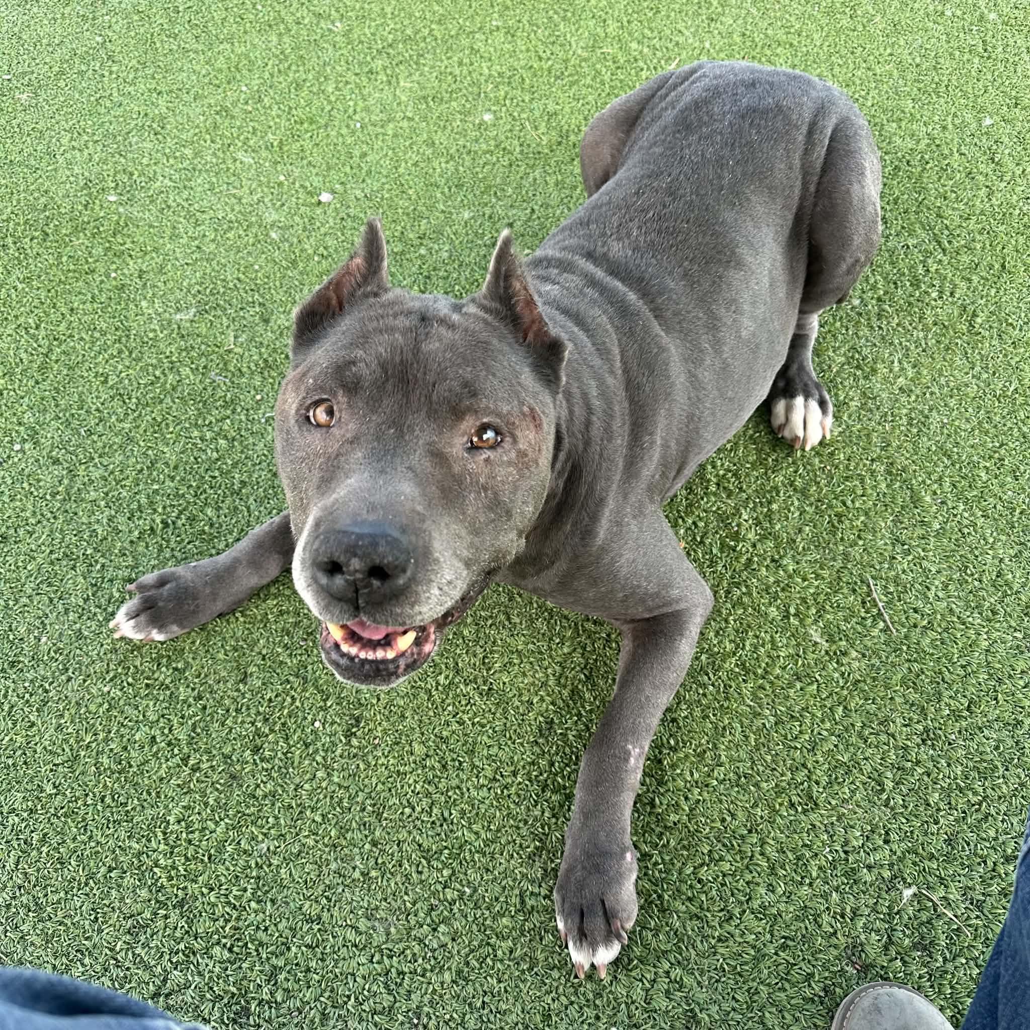 Moto Moto, ADOPTABLE, Senior Male Pit Bull Terrier.