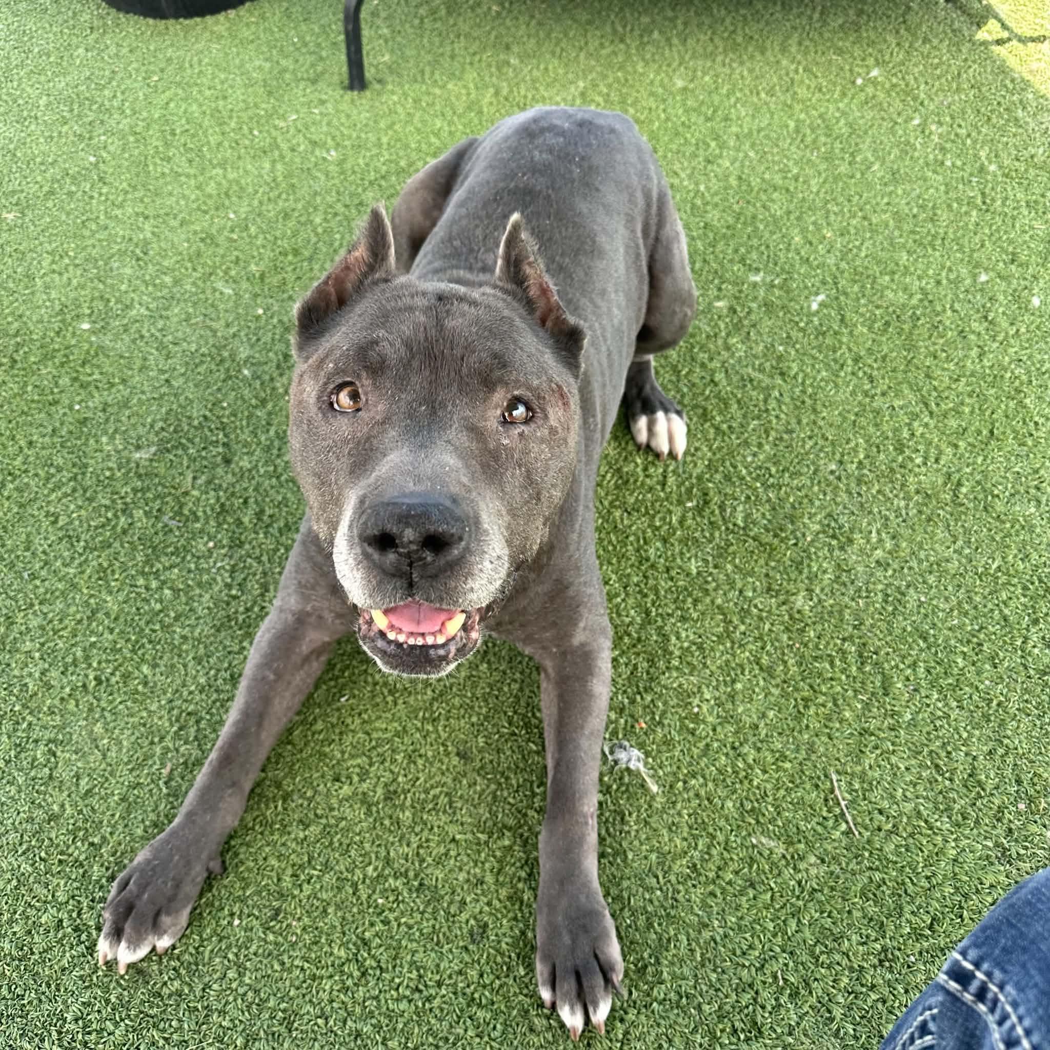 Moto Moto, a ADOPTABLE mixed breed in Truth or Consequences , NM image 5/6